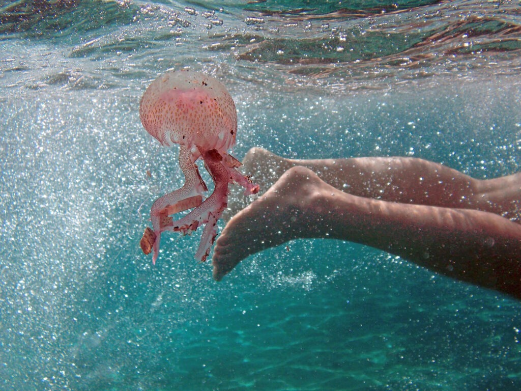 Incontro ravvicinato con la medusa: cosa fare quando la natura punge